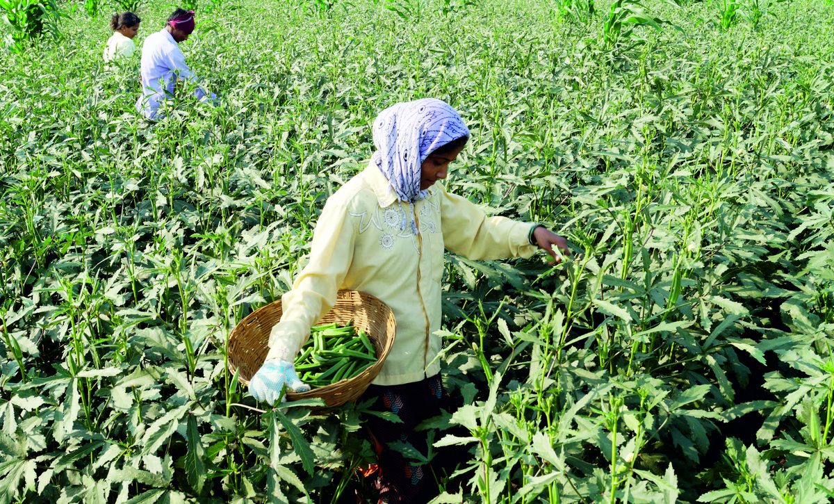 Women Farmers Preserve Local Seeds in Utane